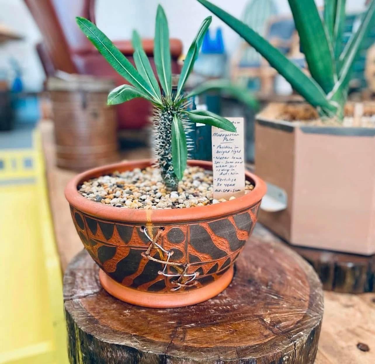 Potted Madagascan palm from a local plant stall
